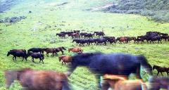 ��ˮ����̲