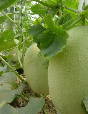 ����������ũҵ