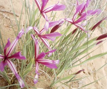 �������������ԭ