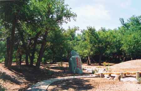 ��³ľ�������