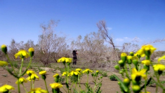 ����������������ɳĮ��԰