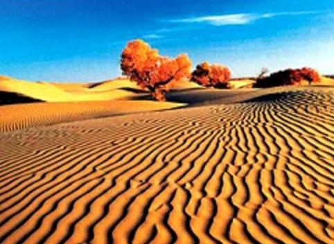 ���������չų�