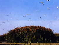 ���ݲ����ذ����