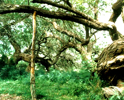 �����չ���԰