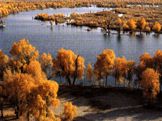 ����������ľ��