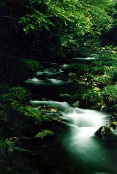 ��������Ȫ