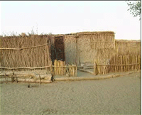 ��������Ų������״�