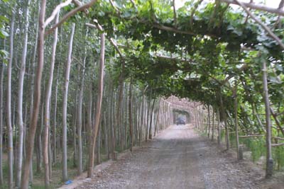 ����ǧ�����ѳ���