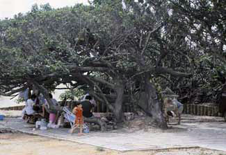 ����÷��԰