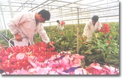 �������԰