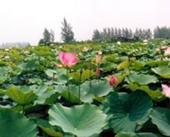 ����ǧĶ����