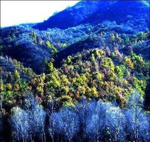 ����Ͽ��Ȫ��ɭ�ֹ�԰