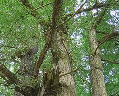 ��Դǧ��������