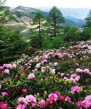 ����ѩɽ��ɽ�ž���