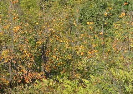 ��������ɭ�ֹ�԰