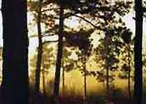 ��ɽ����ɭ�ֹ�԰