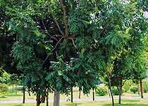 �������ȴ�ֲ������԰