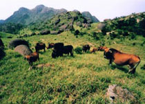 ÷��ɽ��Ȼ������