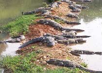 �й������