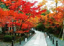 С����ɭ�ֹ�԰