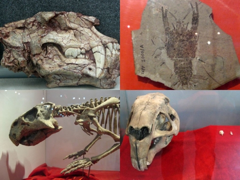 �й��Ŷ����