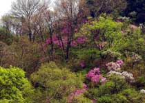 ��ɽɭ��������