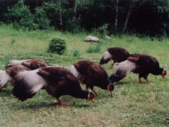 �������Ǹ�ɽ�ݵ�������