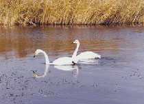 ����ʪ��