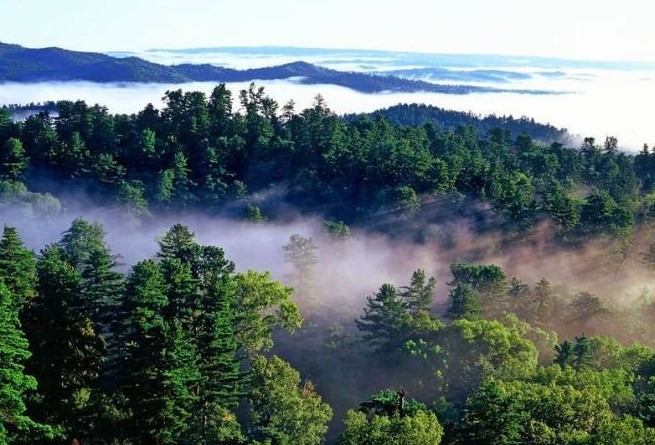 é��������ɭ�ֹ�԰