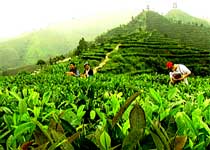 ���Ʋ�ɽ������