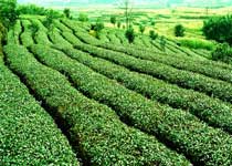 ������԰