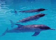 �����������ȴ���������