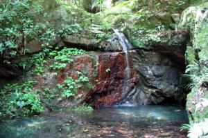 ���Ҷ�Фɭ�ֹ�԰Ԥ��