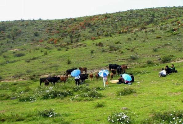 ������ɽ����