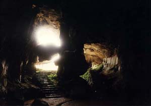 �������鶴