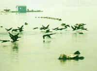 ���ź�����ϡ������Ȼ������