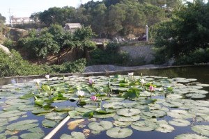 ���ž�����԰