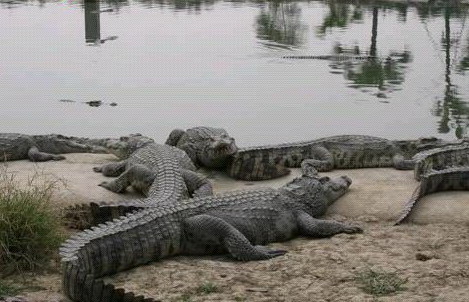 �������㹫԰