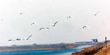 ������ﺣ