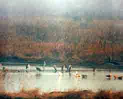 ����Ų���Ȼ������