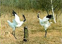 ���������Ű��ر�����