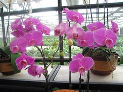 ��������ִ�ũҵ�۹�԰