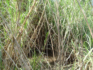 ���ڻ��ҹ����Գ�