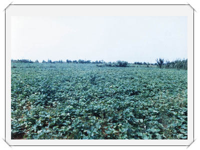 �ȷ�˫��ũҵ���¼���԰��