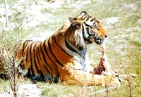 ��ͬҰ����ֲ�����ֹ۹�԰