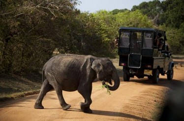 ����Ұ������԰