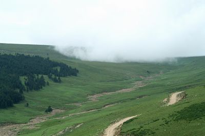 ������կ����Ҷƺ