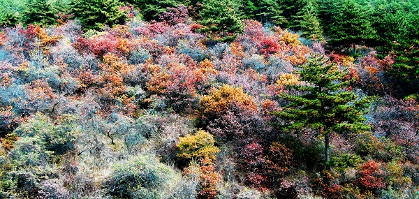 �����Զ�����̬������