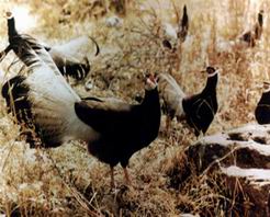 �����ص�ɽ