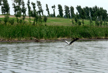 ��ԭ��ɺ���Ȼ������